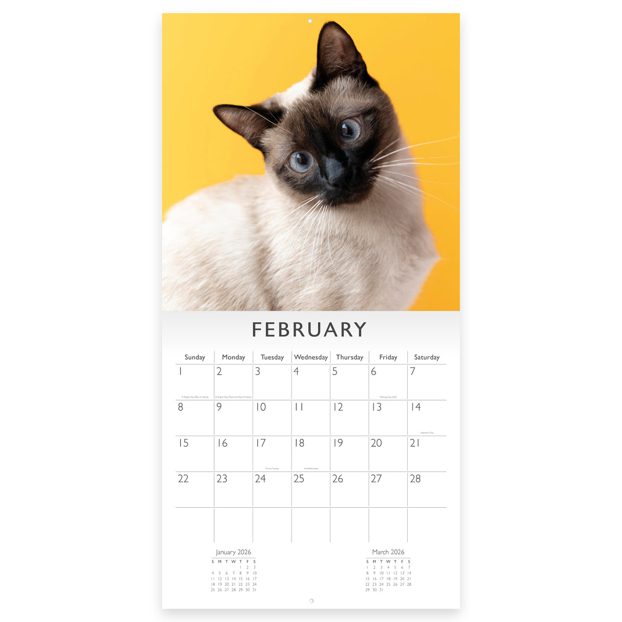 Cats 2026 Wall Calendar