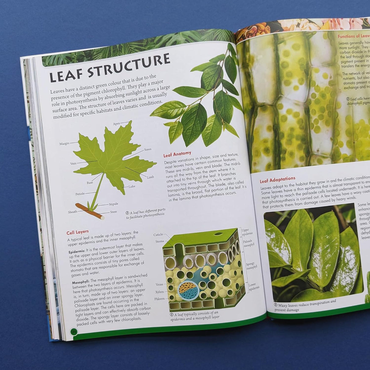 Discover Geography, Geology & Botany - A First Introduction To Science - Children's STEM Book