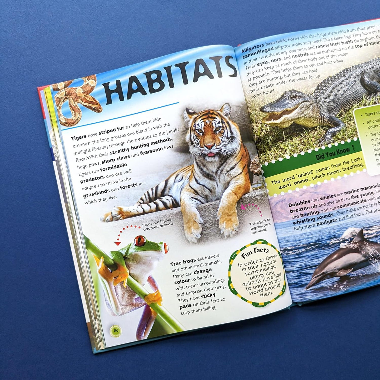 Great Book of Knowledge - Children's Reference Book