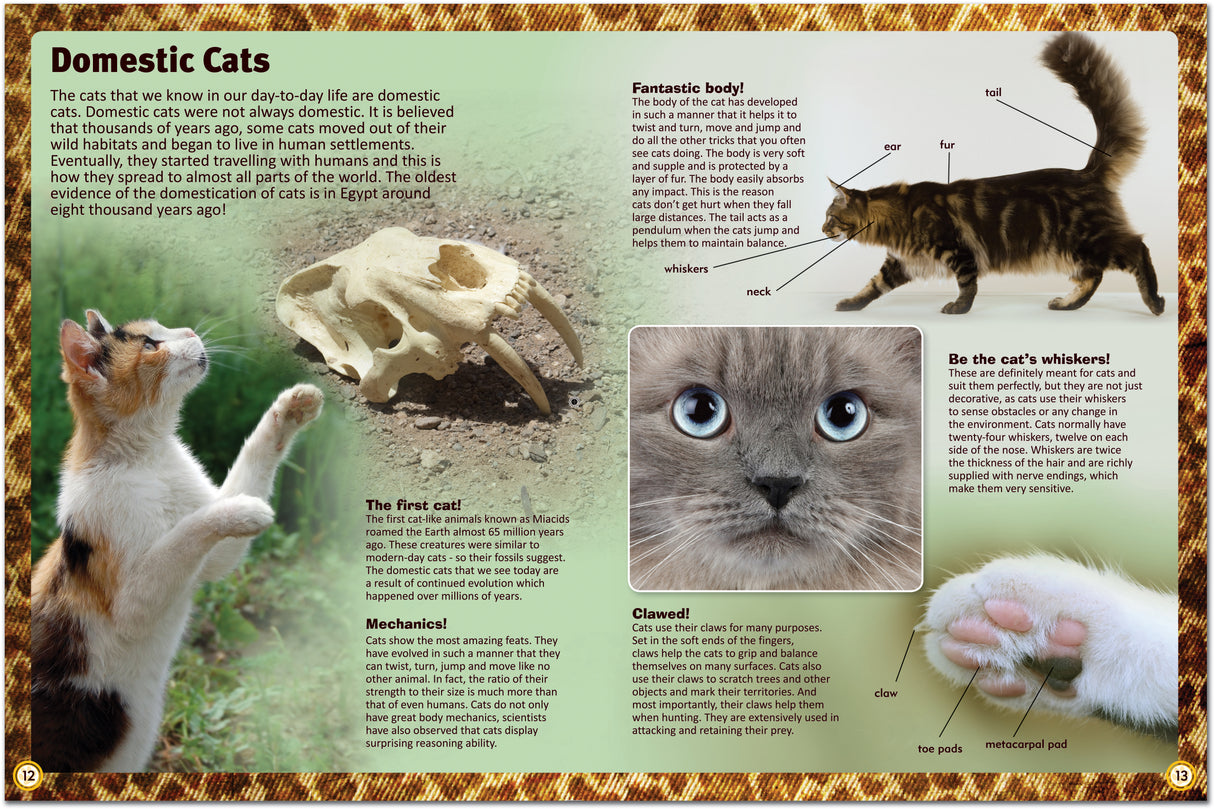 Encyclopedia of Cats: A Comprehensive Guide to Cat Breeds - Children's Reference Book