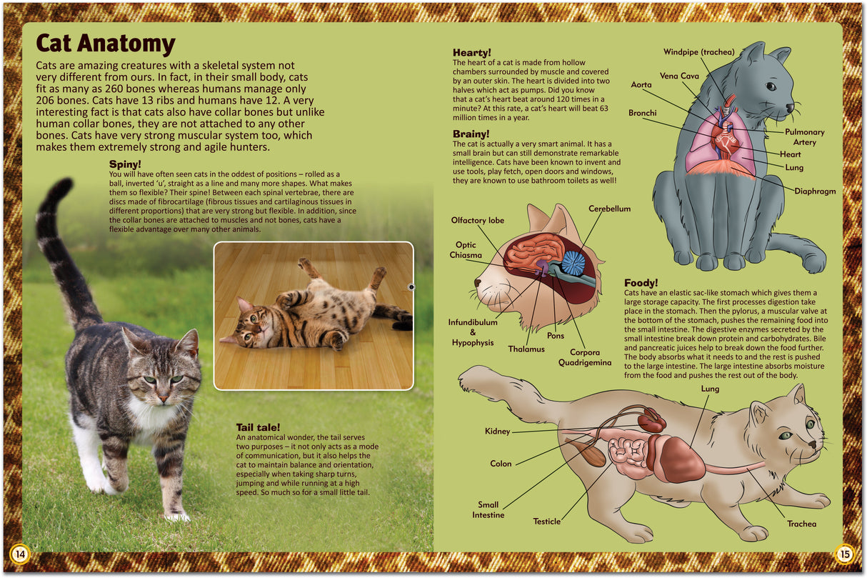 Encyclopedia of Cats: A Comprehensive Guide to Cat Breeds - Children's Reference Book