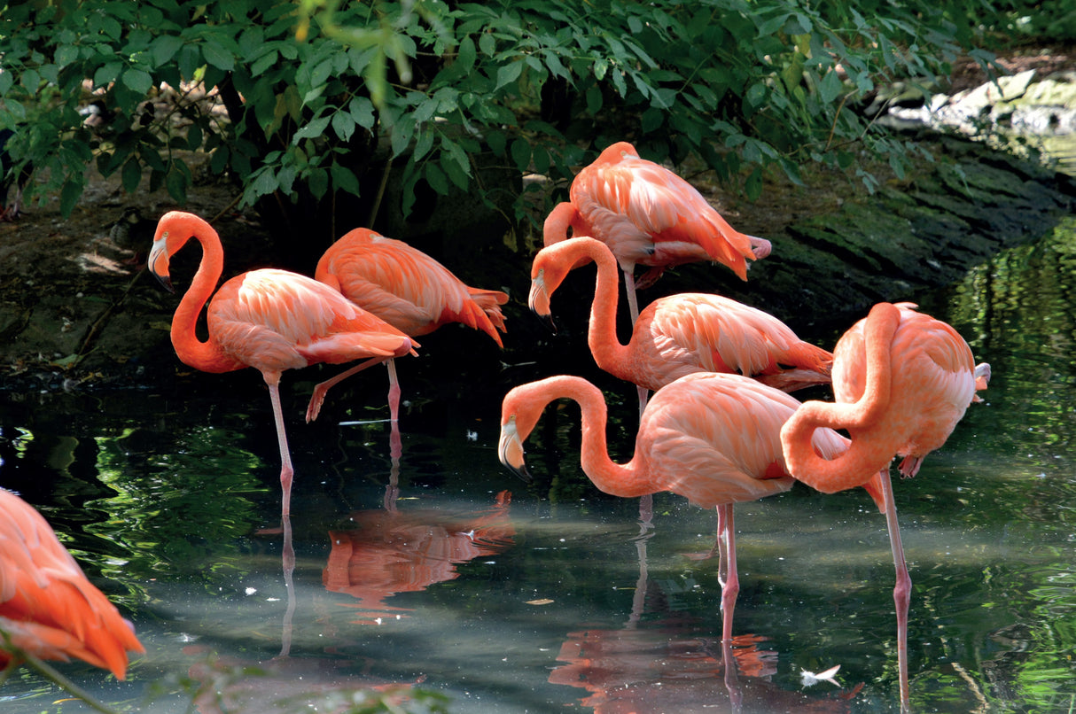 Flamboyance Of Flamingos - 1000 Piece Puzzle