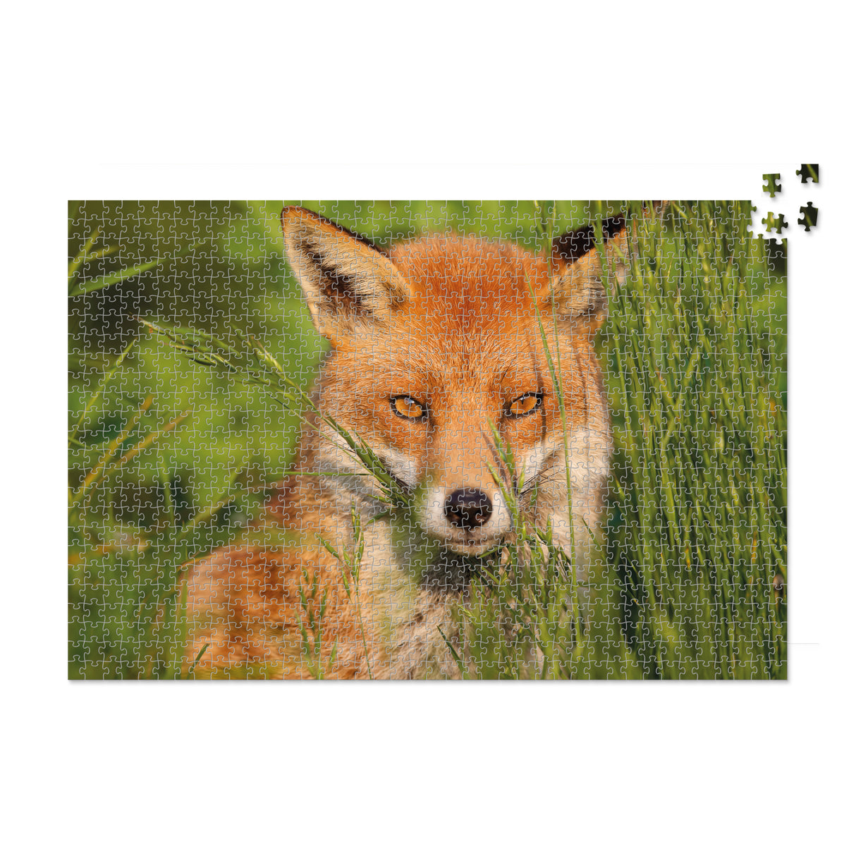 Amber Fox - 1000 Piece Puzzle