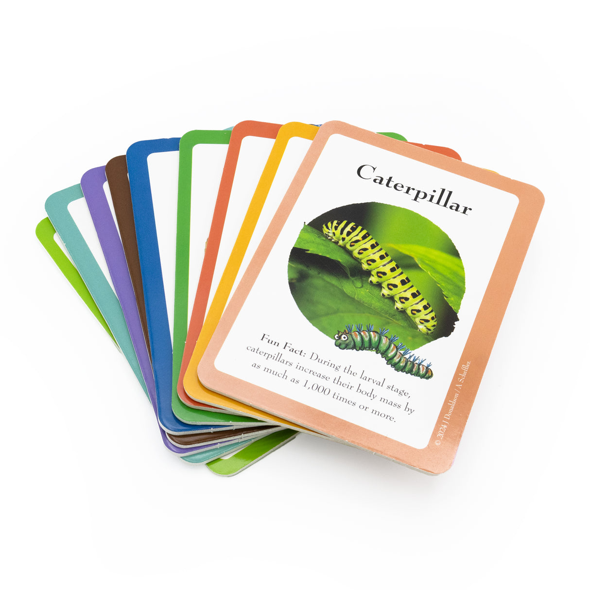 The Gruffalo Bug Spotter Activity Set