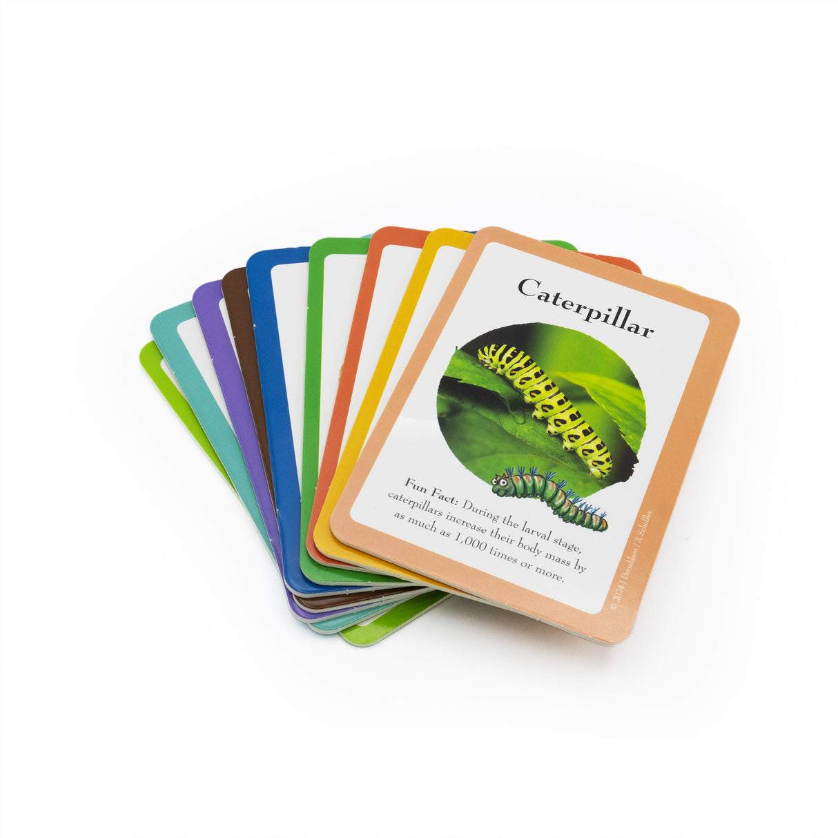 The Gruffalo Bug Spotter Activity Set