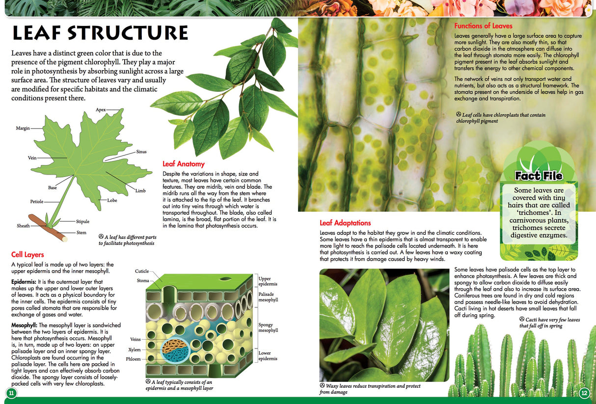 Discover Botany - Children's Reference Book - STEM Learning