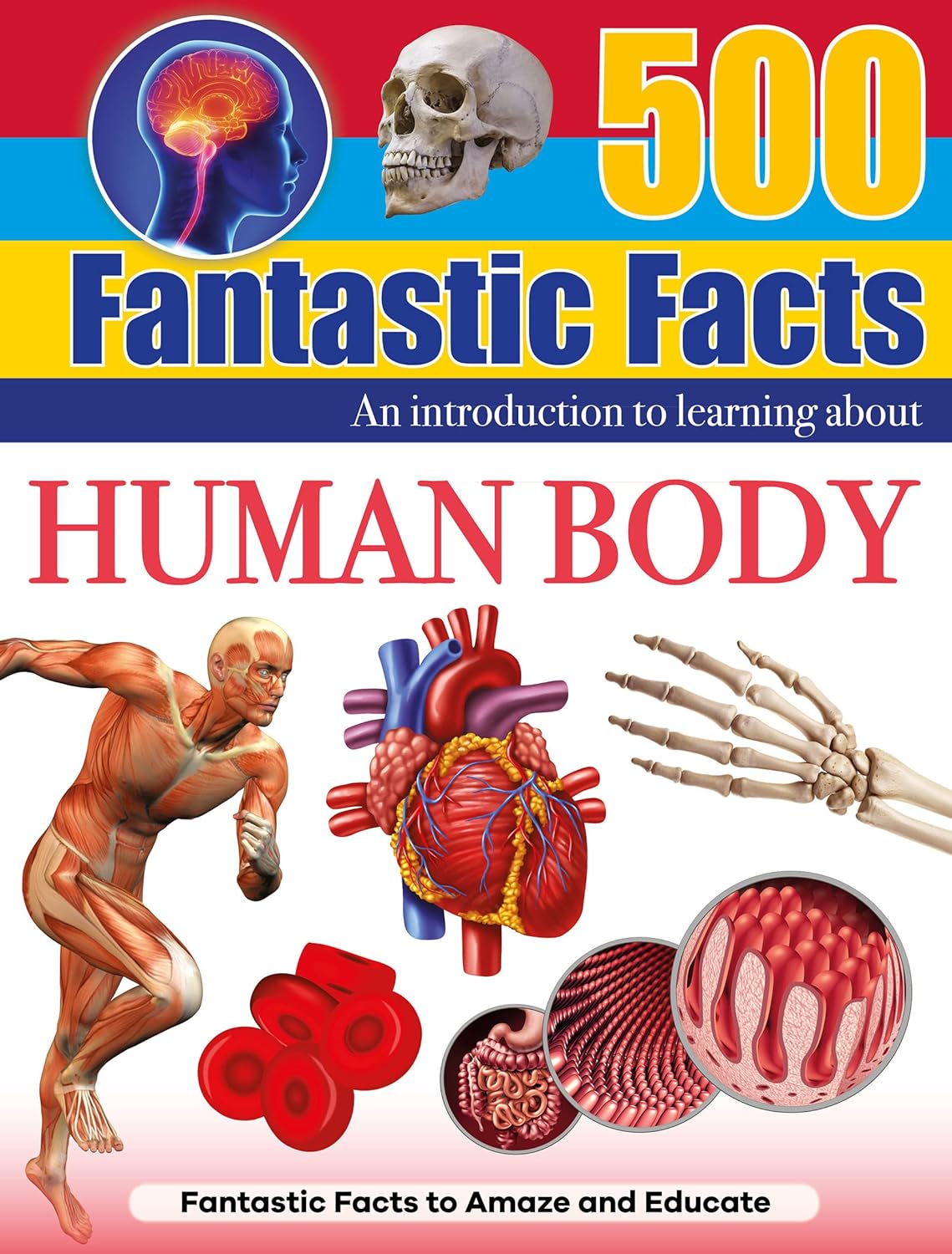 Anatomy Facts About The Human Body 900x639