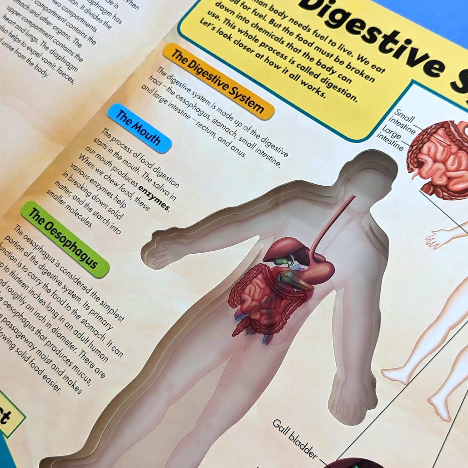 Discover the Human Body in 3D – Children's Anatomy Book – Robert