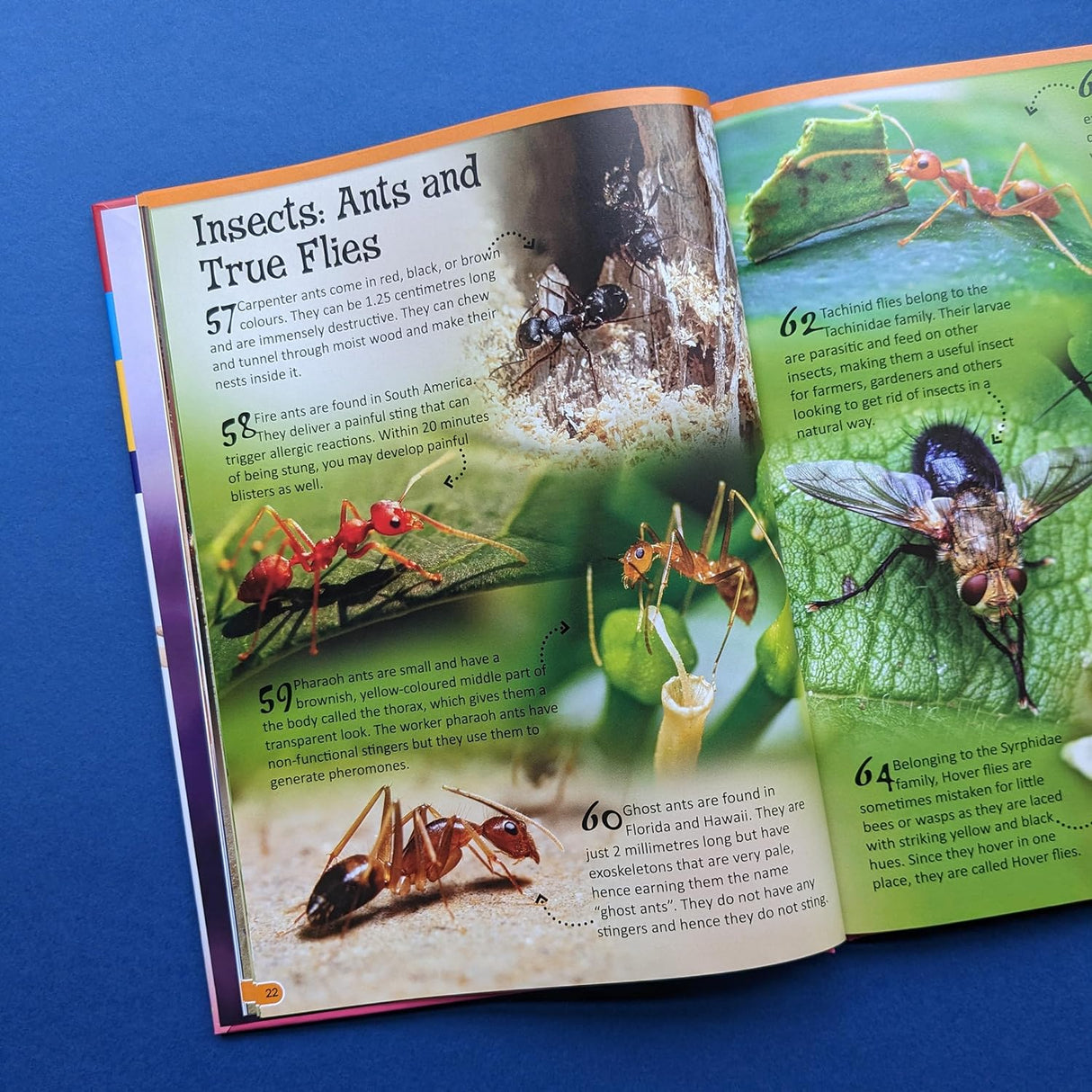500 Fantastic Facts - Animals - Children's Reference Book
