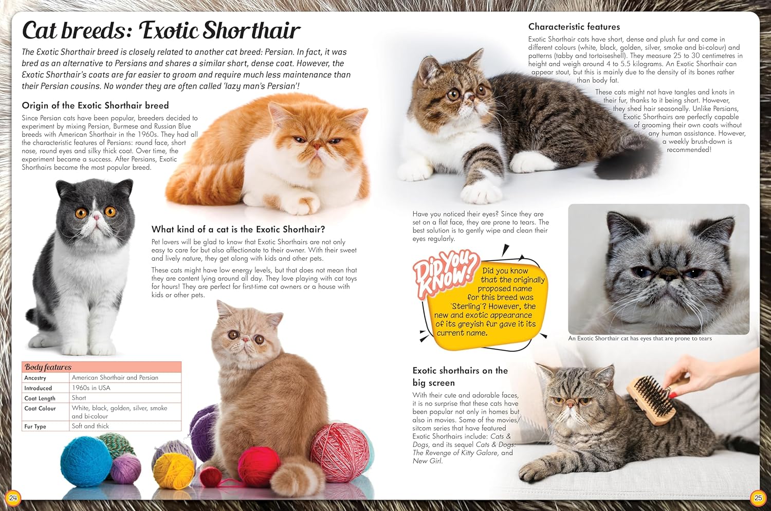 Cat Breeds Adopt British Shorthair Breeds Domestic Shorthair Cat