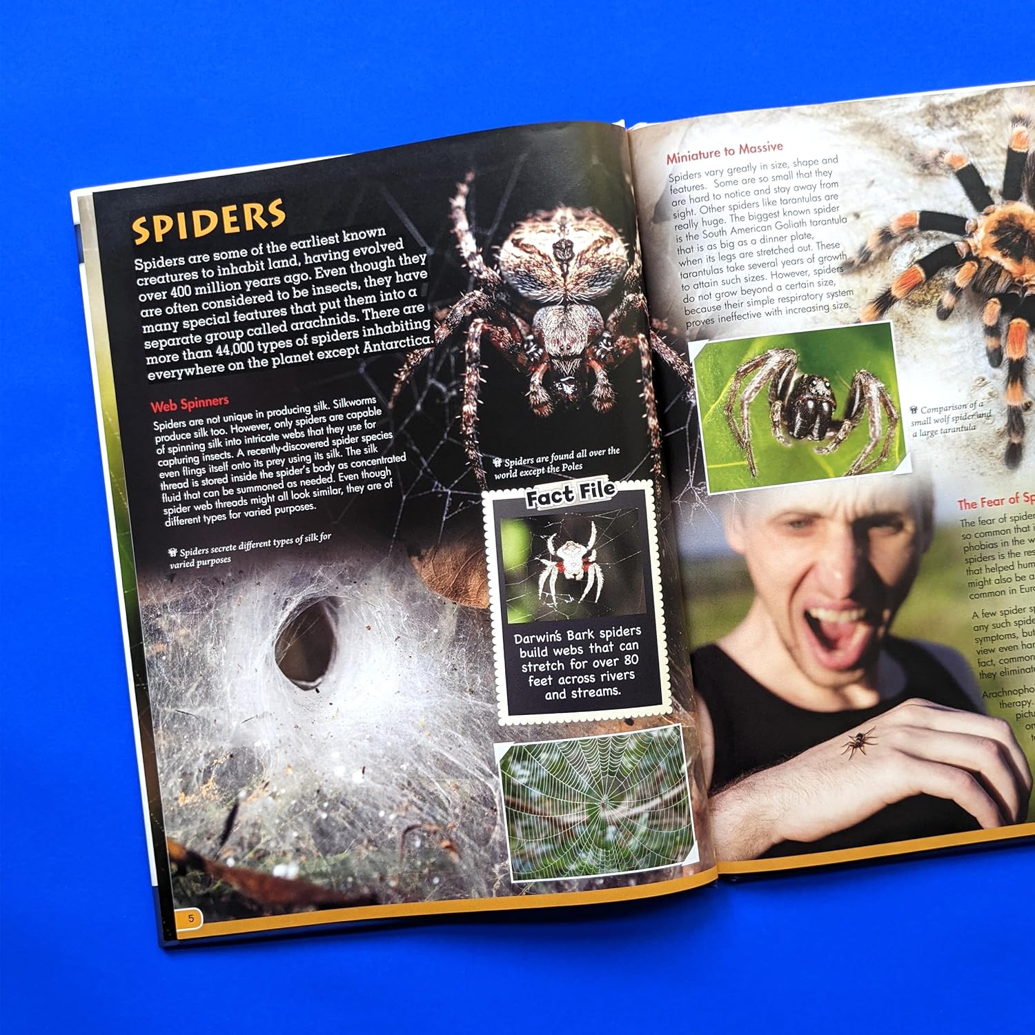 Discover Spiders - Children's Reference Book – Robert Frederick