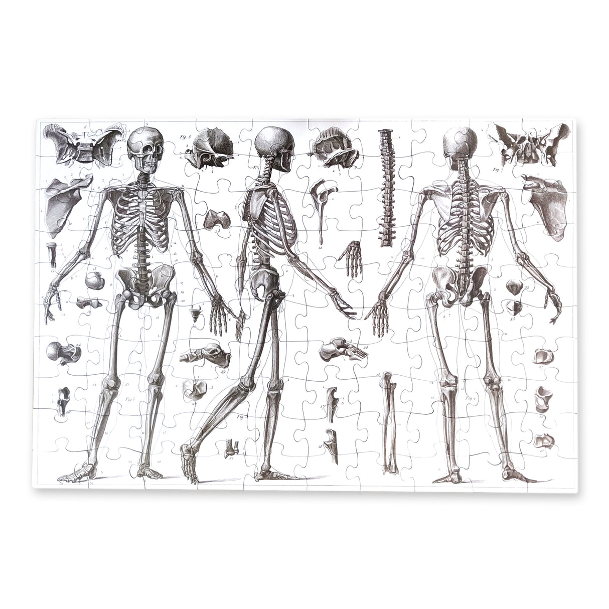 Vintage Skeletons – 100 Piece Puzzle