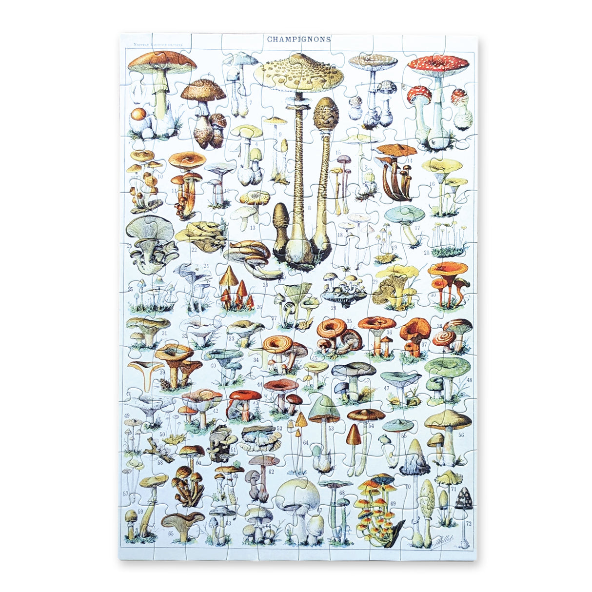 Mushrooms – 100 Piece Puzzle