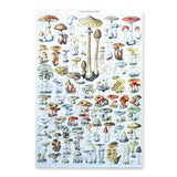 Mushrooms – 100 Piece Puzzle