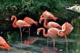 Flamboyance Of Flamingos - 1000 Piece Puzzle