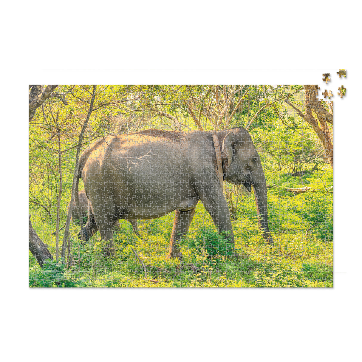 Sri Lankan Elephant - 1000 Piece Puzzle