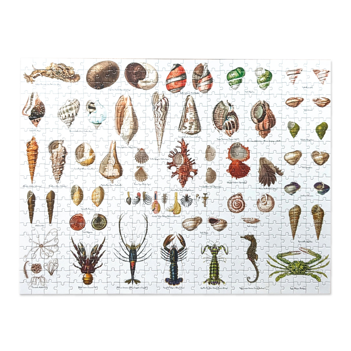 Seashore - 500 Piece Puzzle