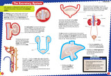 Discover The Human Body Sticker Book - Find, Stick and Learn