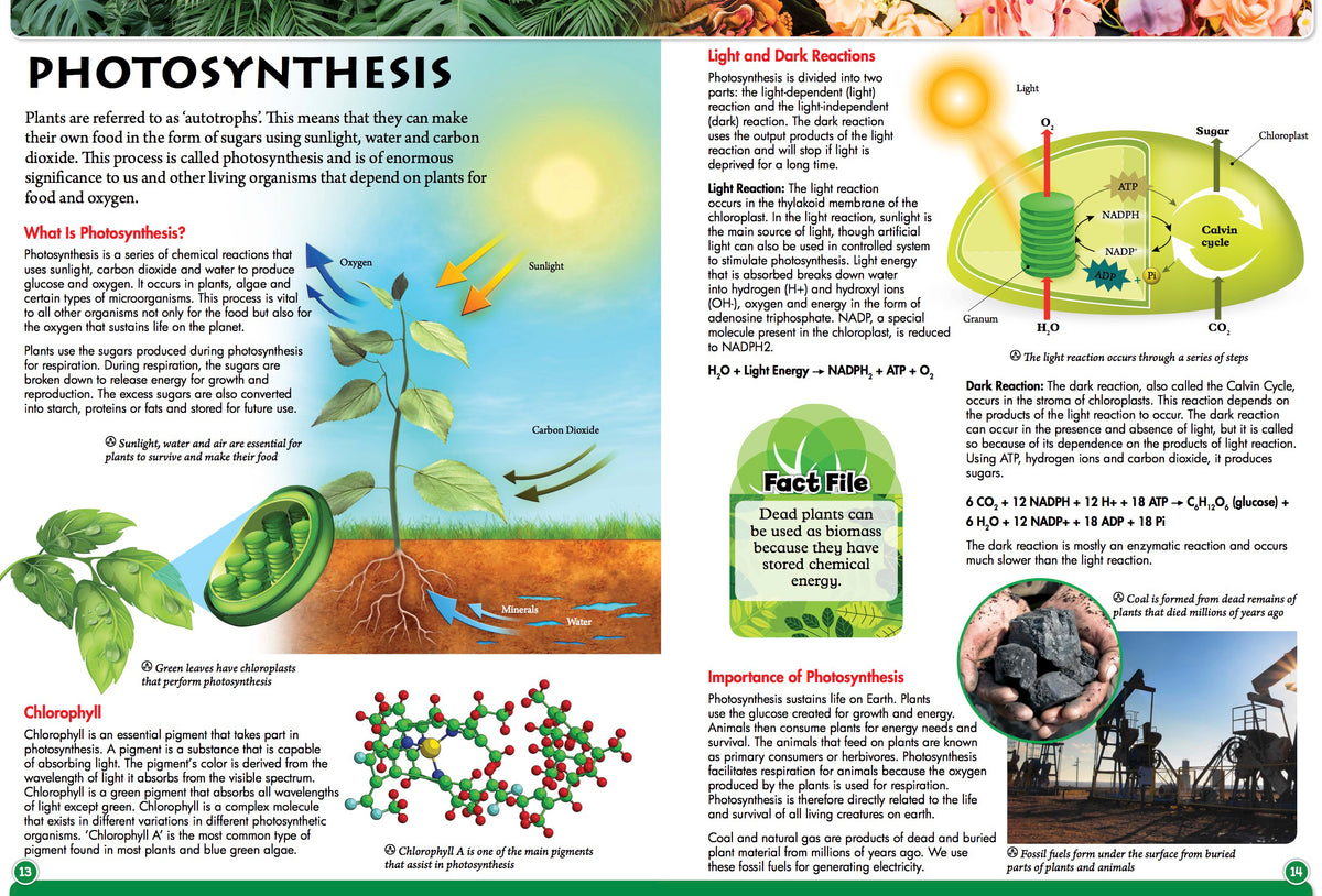 Botney Book Discover Botany - Children's Reference Book - STEM Learning – Robert ...